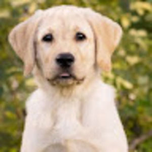 Meet your Posher, Rey